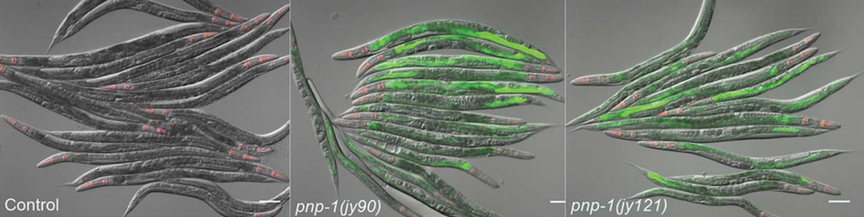 Worms with alterations in purine metabolism are shown triggering an immune response without pathogen infection. The immune response is revealed through green fluorescence in mutant worm intestines (middle and right) and not in control worms (left).