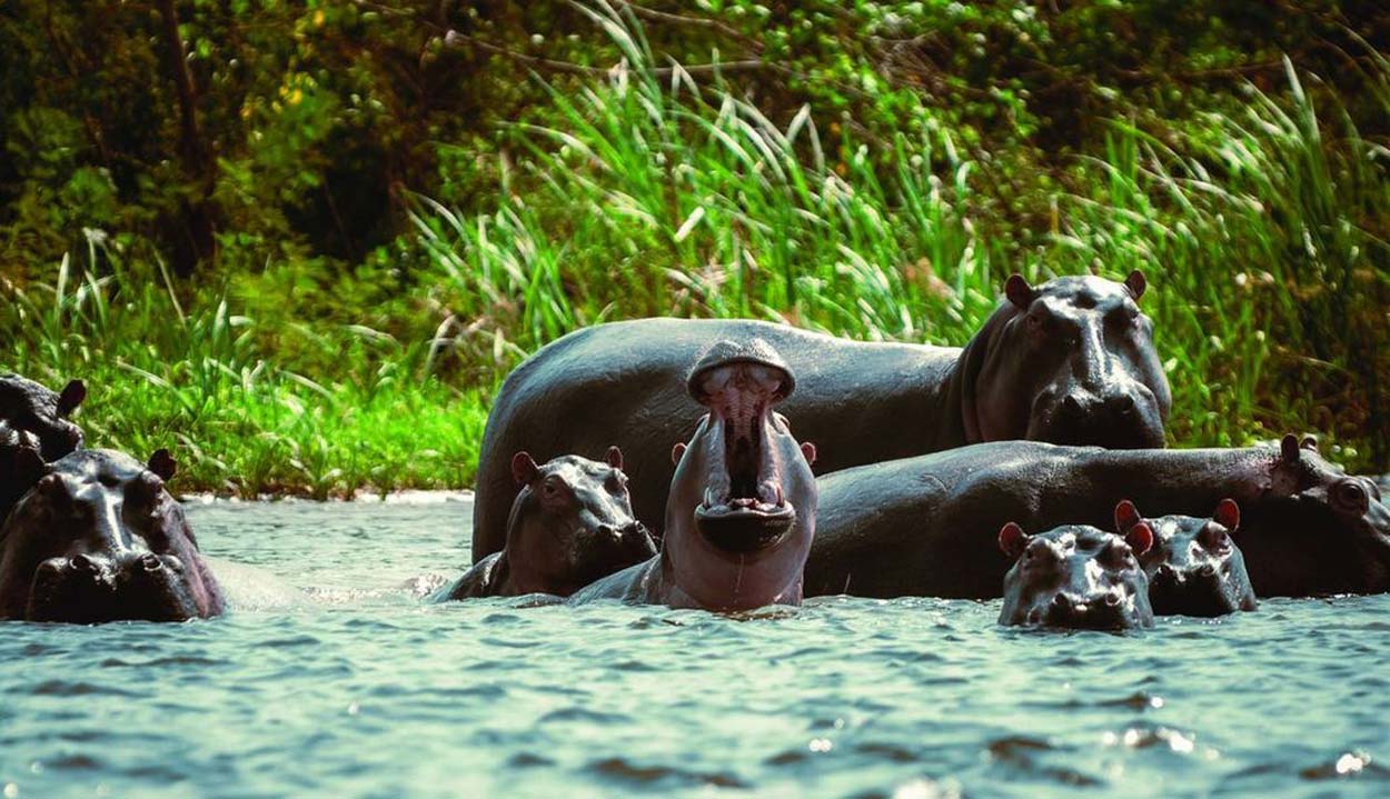 Hippos in water