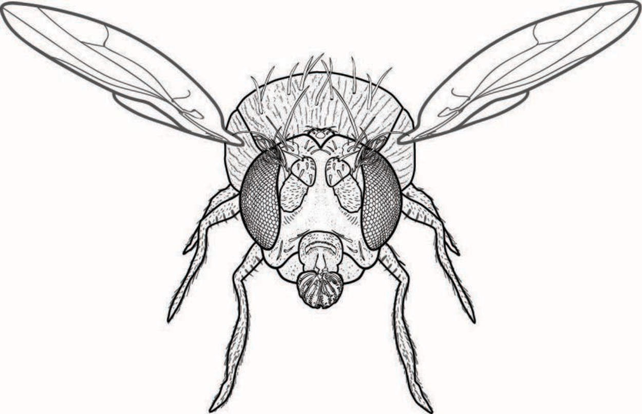 Sensory hairs on the surface of fruit fly (Drosophila) antennae, where UC San Diego scientists mapped the insect’s energy-efficient olfactory system