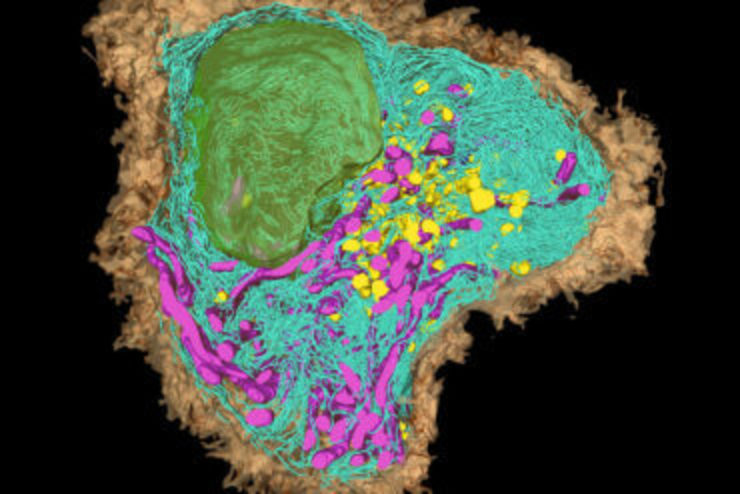 Microscopic image of Dendritic Cells