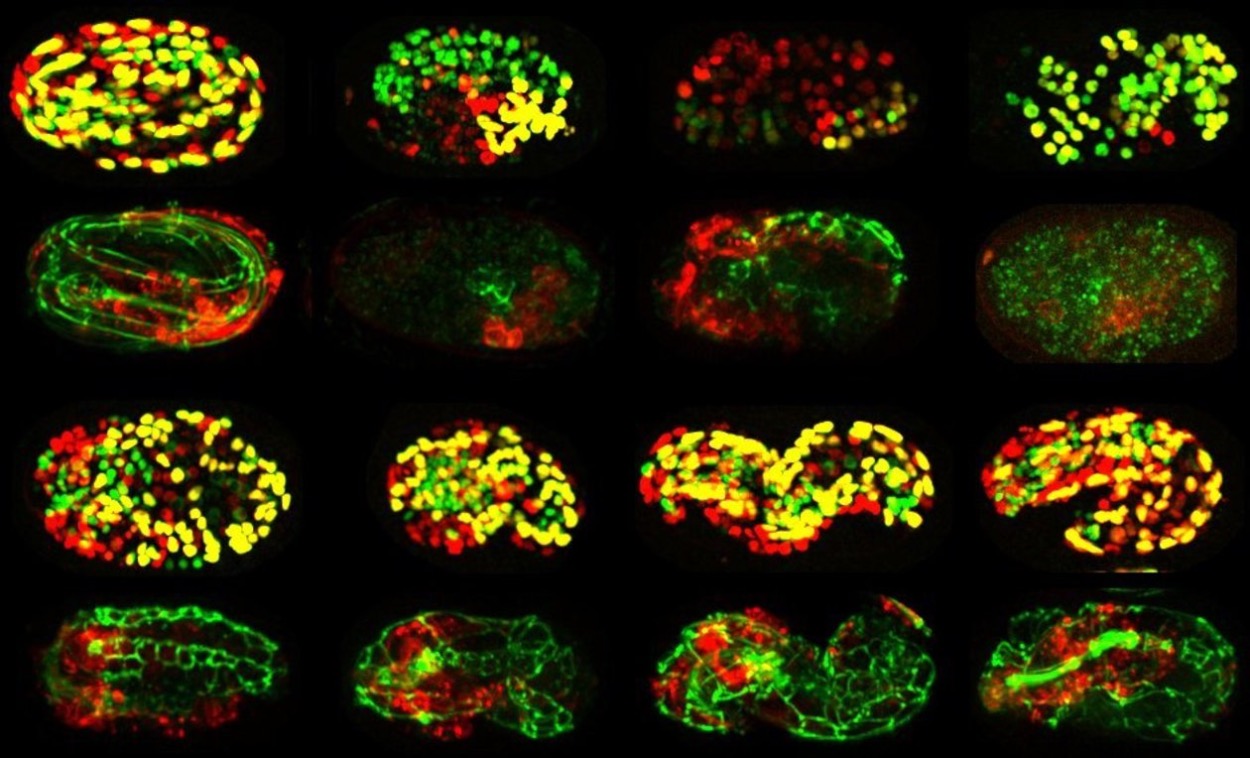 Microscopic embryo development