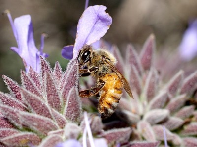 Bee pollinating plant