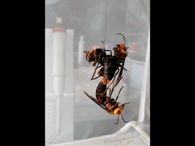 Giant Hornet Colony Video