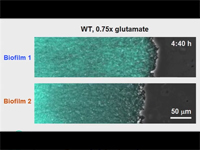 biofilm 1 and biofilm 2