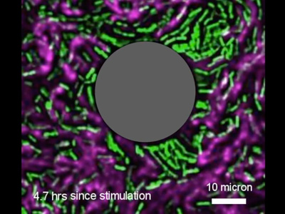 Researchers Manipulate Demographic of Bacterial Community with Novel Electronic Technology