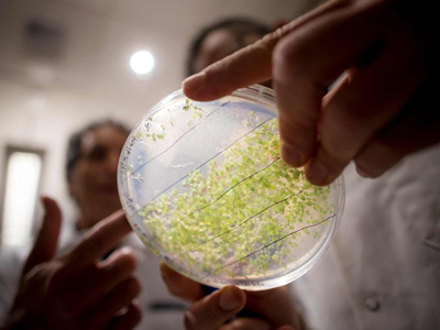 Close up shot of seeds in a Petri dish