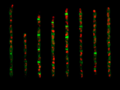 Microscopic image of colored cells lined up next to each other