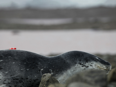 leopard seal