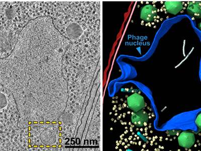 CryoEM Depicts Structural Role of Newly Discovered Chimallin Protein