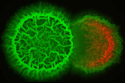 B. subtilis (green) invading and destroying a neighboring bacterial colony (red).