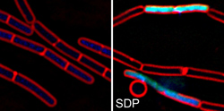 B. subtiliscells before and after treatment with the cannibalism toxin SDP.