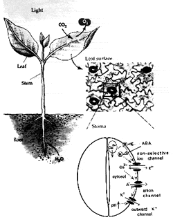 Schroeder Image