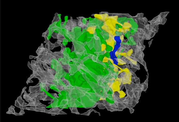 sejnowski fig1